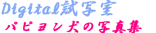 ピーターとマロン，野鳥，山野草の写真集