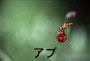 アブ