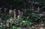 ヘ゛ニハ゛ナイチヤクソウ