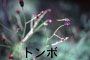 トンボ