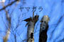 ヤマガラ