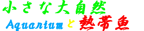 我が家の熱帯魚