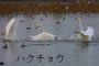 ハクチョウ