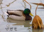 マガモ