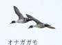 オナガガモ