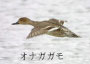 オナガガモ