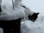 雪と戯れる
