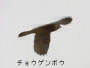 チョウゲンボウ