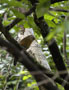 gabicho