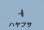 ハヤブサ