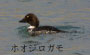 ホオジロガモ
