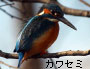 カワセミ