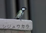 シジュウカラ